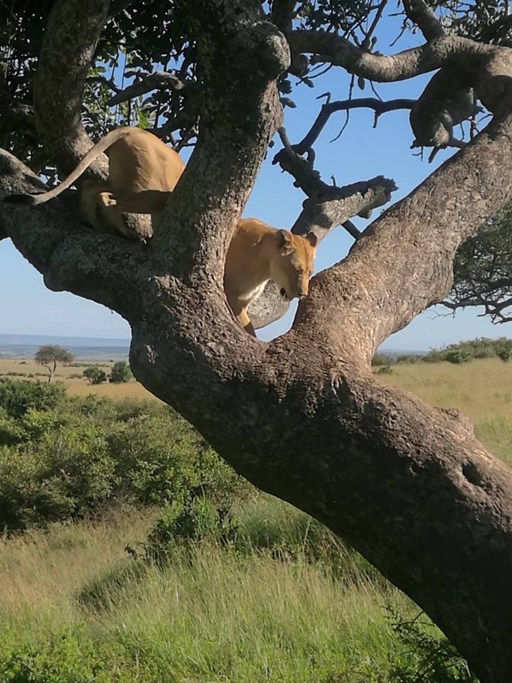 Lioness on the tree