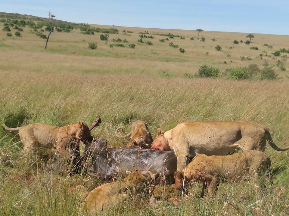 Lions feasting